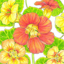 Load image into Gallery viewer, Kaleidoscope Mix Nasturtium Seeds (Organic)