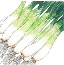 Load image into Gallery viewer, Evergreen Bunching Onion Seeds (Organic)