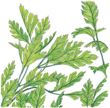 Load image into Gallery viewer, Italian Parsley Seeds (Organic)