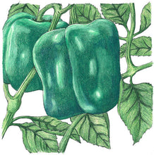 Load image into Gallery viewer, Cal Wonder Sweet Pepper Seeds (Organic)