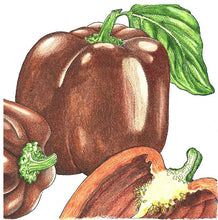 Load image into Gallery viewer, Chocolate Sweet Pepper Seeds (Organic)