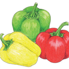Load image into Gallery viewer, Mini Bell Mix Sweet Pepper Seeds (Organic)