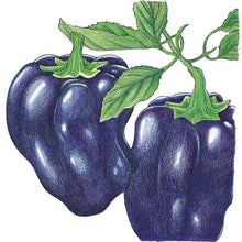 Load image into Gallery viewer, Purple Beauty Sweet Pepper Seeds (Organic)