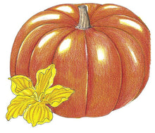 Load image into Gallery viewer, Cinderella Pumpkin Seeds (Organic)
