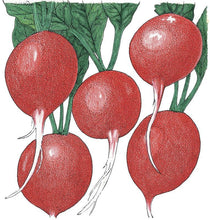 Load image into Gallery viewer, Cherry Belle Radish Seeds (Organic)