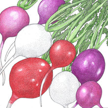 Load image into Gallery viewer, Easter Egg Mix Radish Seeds (Organic)