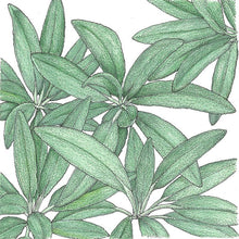 Load image into Gallery viewer, Sage Seeds (Organic)