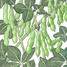 Load image into Gallery viewer, Edamame Soybean Seeds (Organic)