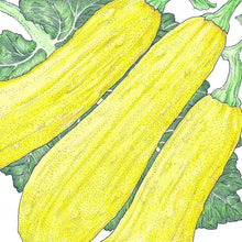 Load image into Gallery viewer, Early Straightneck Summer Squash Seeds (Organic)