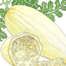 Load image into Gallery viewer, Spaghetti Winter Squash Seeds (Organic)