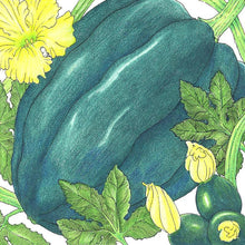 Load image into Gallery viewer, Table Queen Acorn Winter Squash Seeds (Organic)