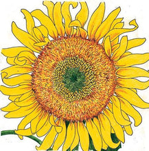 Load image into Gallery viewer, Russian Mammoth Sunflower Seeds (Organic)