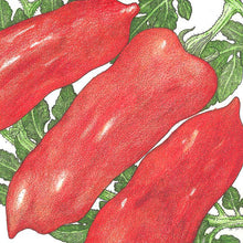 Load image into Gallery viewer, San Marzano Tomato Seeds (Organic)