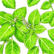 Load image into Gallery viewer, Kapoor Tulsi Seeds (Organic)