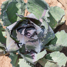 Load image into Gallery viewer, Express Red Cabbage Seeds (Organic)