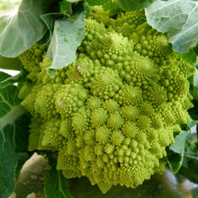Load image into Gallery viewer, Romanesco Broccoli Seeds (Organic)