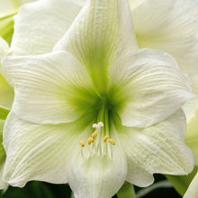 Load image into Gallery viewer, Amaryllis - White Christmas