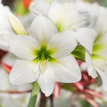 Load image into Gallery viewer, Amaryllis - White Christmas