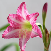 Load image into Gallery viewer, Amaryllis - Estella