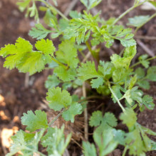 Load image into Gallery viewer, Cilantro Seeds (Organic)
