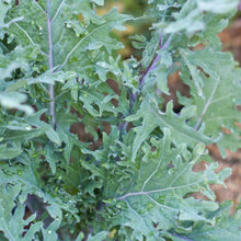 Load image into Gallery viewer, Red Russian Kale Seeds (Organic)