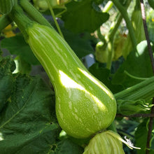 Load image into Gallery viewer, Butternut Winter Squash Seeds (Organic)
