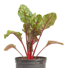 Load image into Gallery viewer, Red Ruby Chard Seeds (Organic)