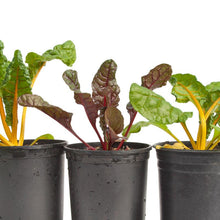 Load image into Gallery viewer, Five Color Silverbeet Chard Seeds (Organic)