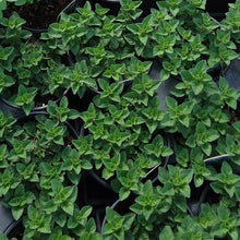 Load image into Gallery viewer, Greek Oregano Seeds (Organic)