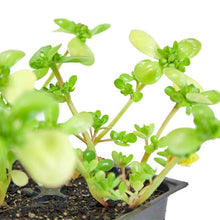 Load image into Gallery viewer, Purslane Greens Seeds (Organic)