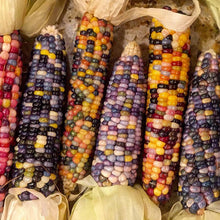 Load image into Gallery viewer, Glass Gem Corn Seeds (Organic)