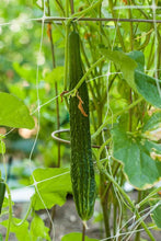 Load image into Gallery viewer, Suyo Long Cucumber Seeds (Organic)