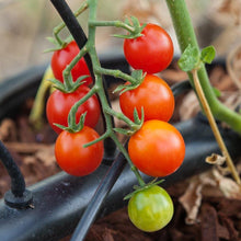 Load image into Gallery viewer, Sweetie Tomato Seeds (Organic)