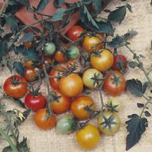 Load image into Gallery viewer, Bi-color Cherry Tomato Seeds (Organic)