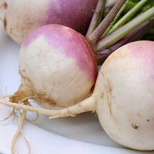 Load image into Gallery viewer, Purple Top White Globe Turnip Seeds (Organic)