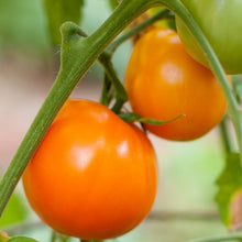 Load image into Gallery viewer, Valencia Tomato Seeds (Organic)