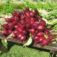 Load image into Gallery viewer, Early Wonder Tall Beet Seeds (Organic)