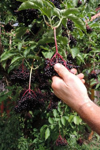 Elderberry Samdal 2g – Guilford Garden Center