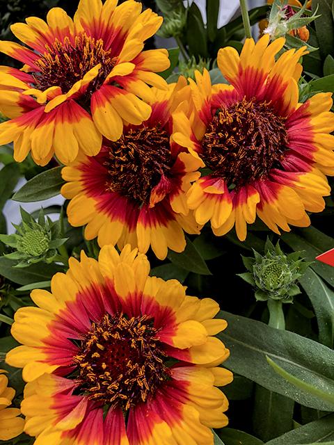 Red Starburst Gaillardia – Guilford Garden Center