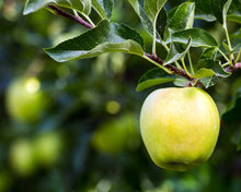 Load image into Gallery viewer, Yellow Delicious Apple 5g
