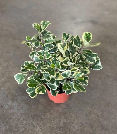 Ficus Triangularis Variegated 8