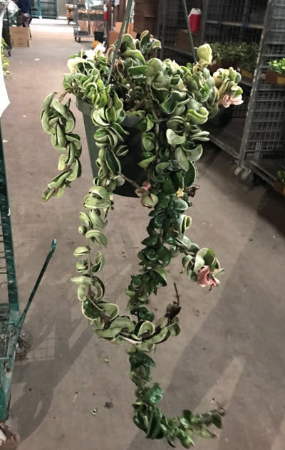 Hoya Hindu Rope Variegated 8