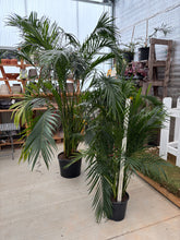 Load image into Gallery viewer, Palm Tree Presale for Furniture Market Rentals
