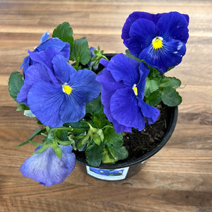 Pansy Blue Delta True Clear 6"