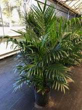 Load image into Gallery viewer, Palm Tree Presale for Furniture Market Rentals
