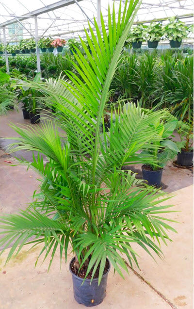 Palm Tree Presale for Furniture Market Rentals