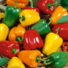 Load image into Gallery viewer, Mini Bell Mix Sweet Pepper Seeds (Organic)
