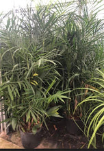 Load image into Gallery viewer, Palm Tree Presale for Furniture Market Rentals
