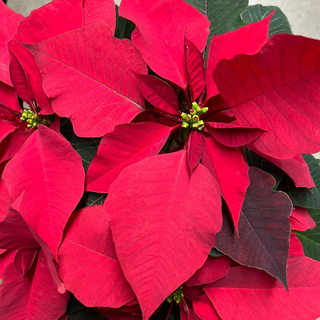 Poinsettia Red 6.5