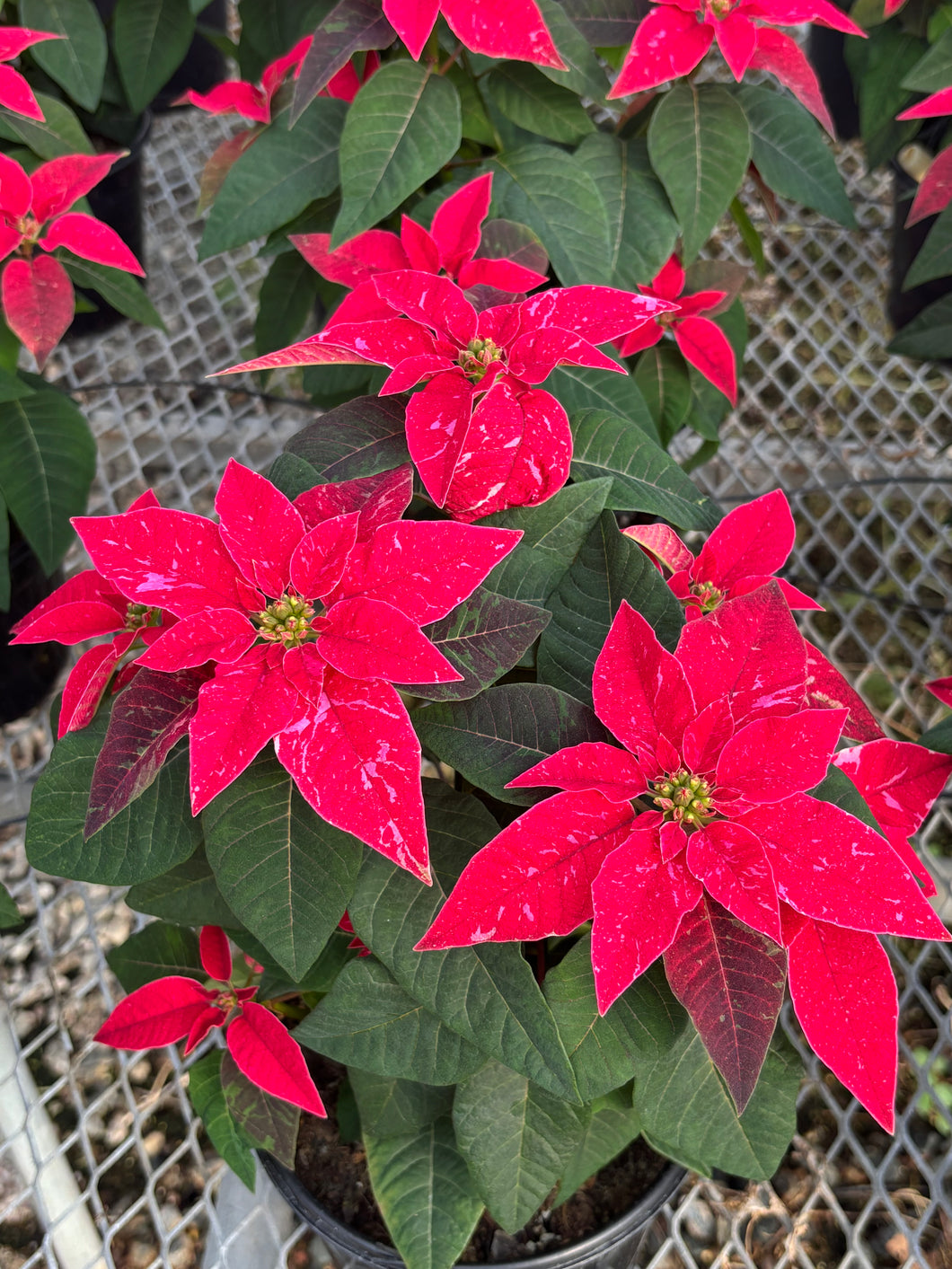 XMAS Poinsettia 6